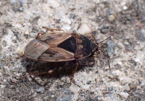 Réf. 301 718 : Trapezonotus ullrichi